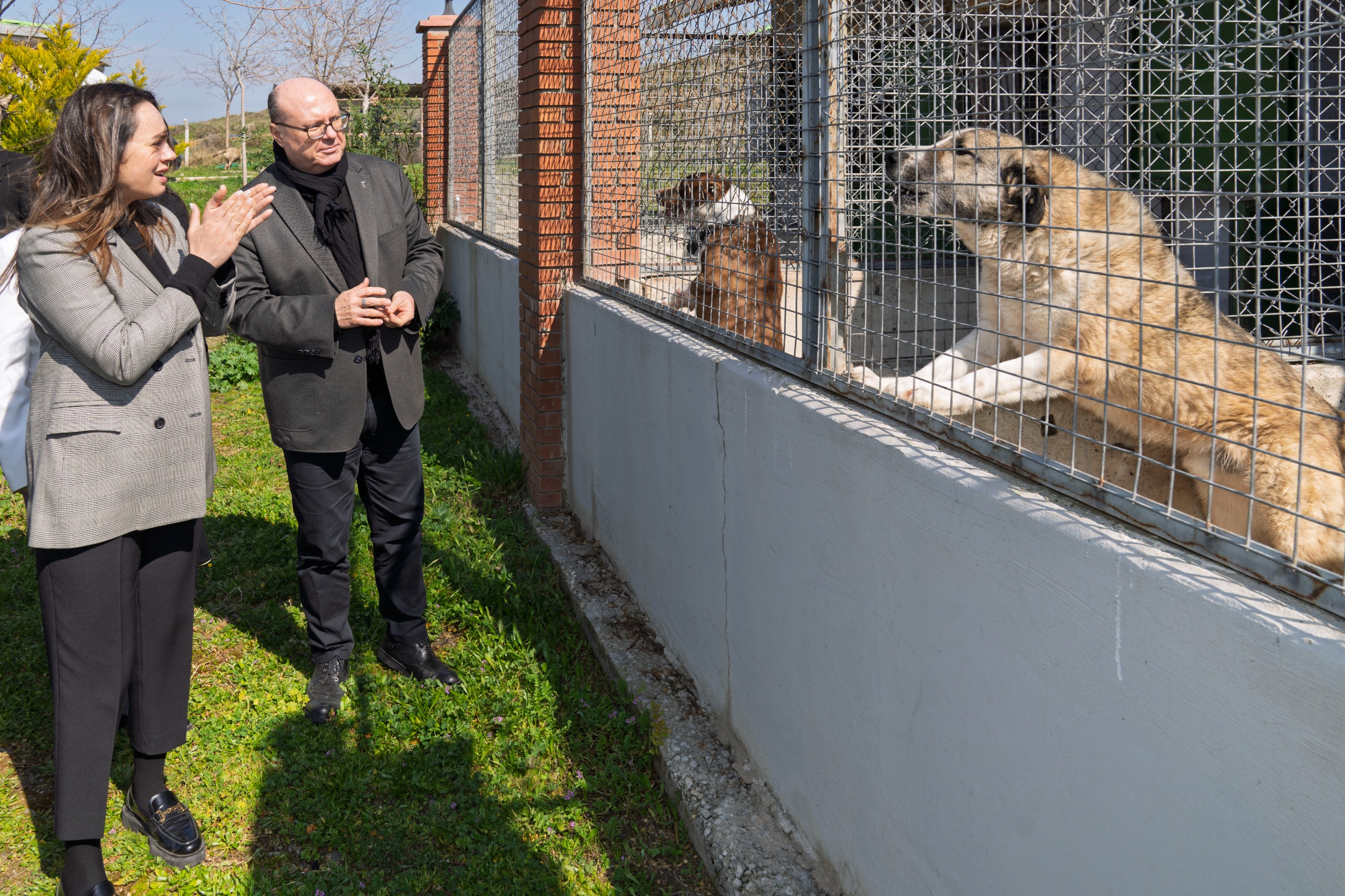 Bir patili dost edinmeye ne dersiniz?