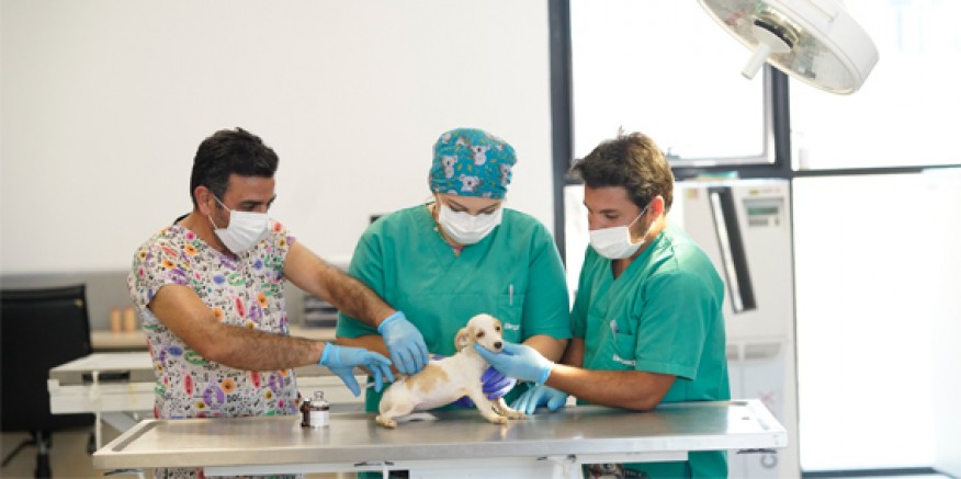 İlk kamu hayvan hastanesi İzmir’de açılıyor
