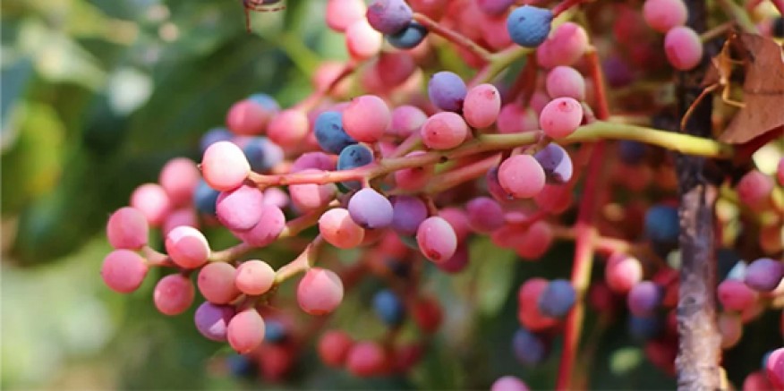 Menengiç Nedir? Faydaları Nelerdir?