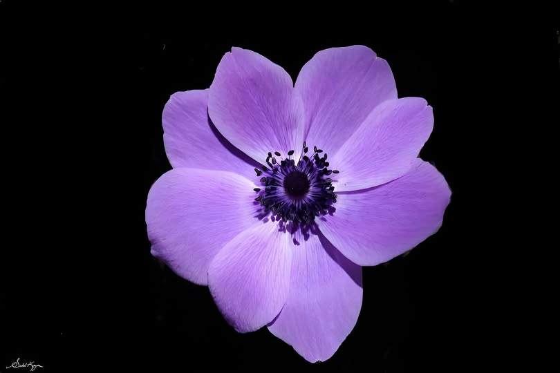 SONSUZLUĞUN MOR ÜLKESİ