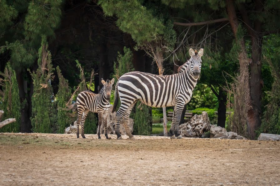 İzmir Doğal Yaşam Parkı bayramda  ziyaretçileri bekliyor