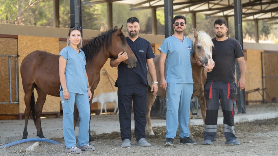 Pako’da bakılan binek hayvanlar sahiplendiriliyor
