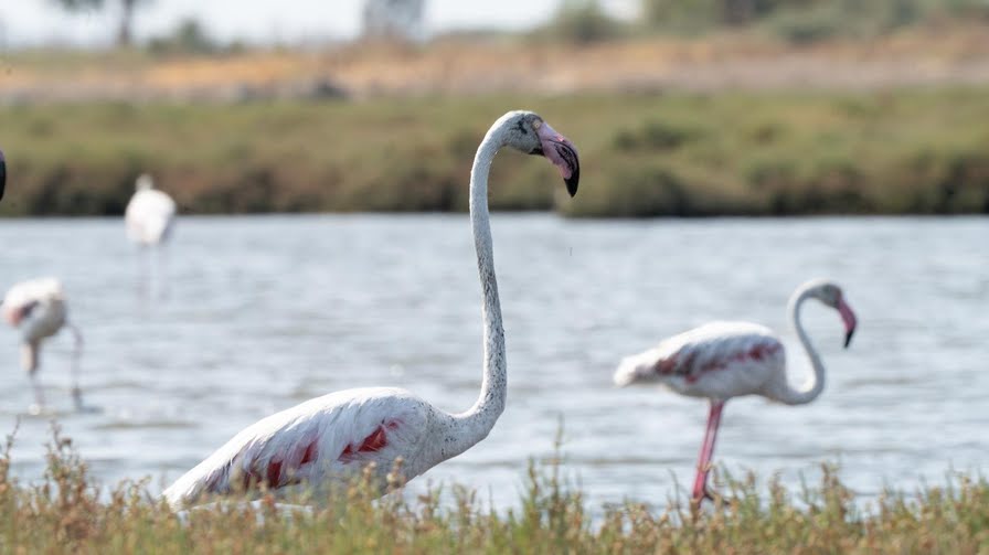 Flamingo Yolu turları başladı