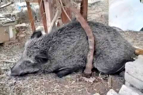 Ateşli silahla yaralanan domuz Doğal Yaşam Parkı’nda sağlığına kavuştu