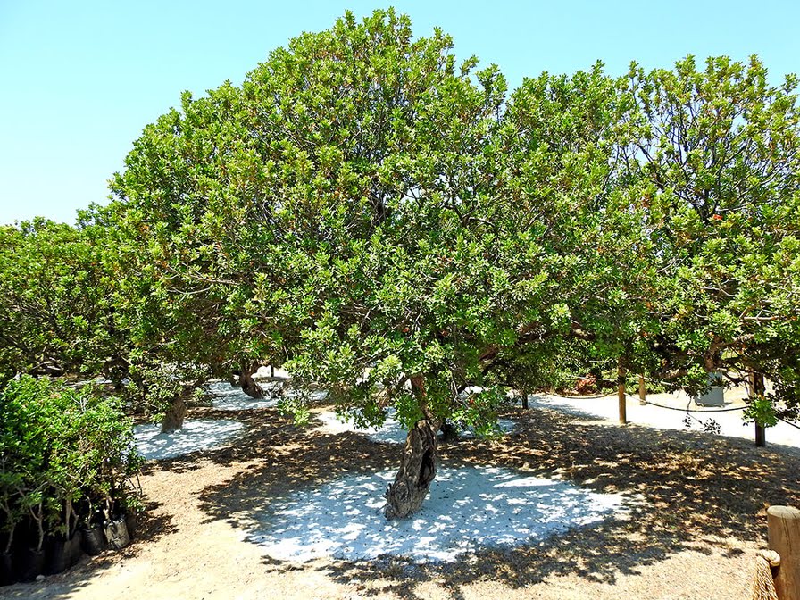 Çeşme’de sakız ağaçları çizilmeye başladı