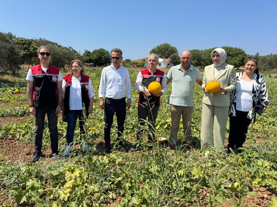 MEŞHUR ÇEŞME KAVUNUNDA HASAT ZAMANI
