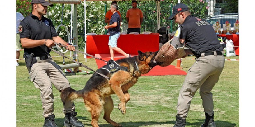 Alaçatı'da can dostlar festival düzenlendi