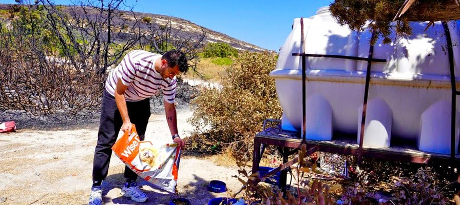 Çeşme Belediyesi'nden yangın bölgesindeki can dostlara mama ve su