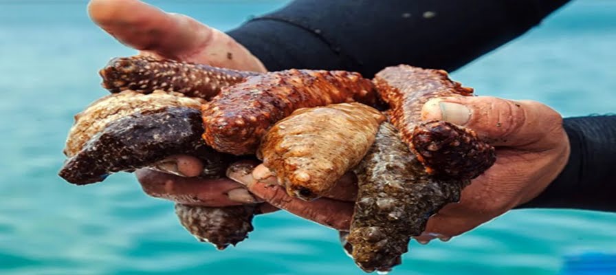 Çeşme'de, deniz patlıcanı avcılığı iznine tepki