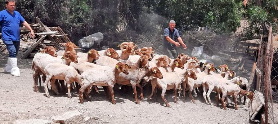 Çeşme'deki Kaçeli koyunları için bilimsel proje