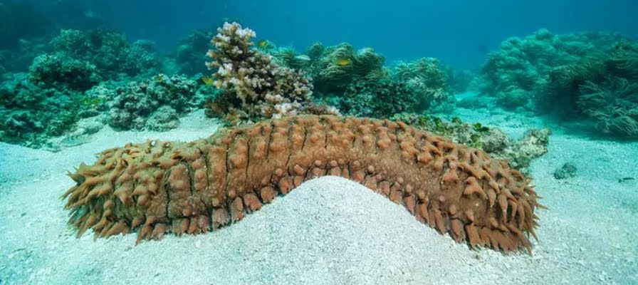 Deniz Patlıcanı avlanma izni Meclis gündeminde