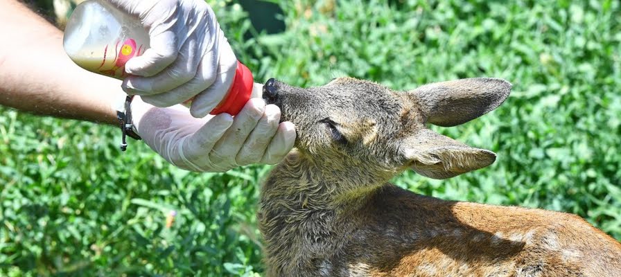 Doğal Yaşam Parkı'nın sevimli misafiri biberonla besleniyor