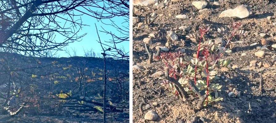 Doğanın Döngüsü: Alaçatı’da Yeniden Yeşeren Umut