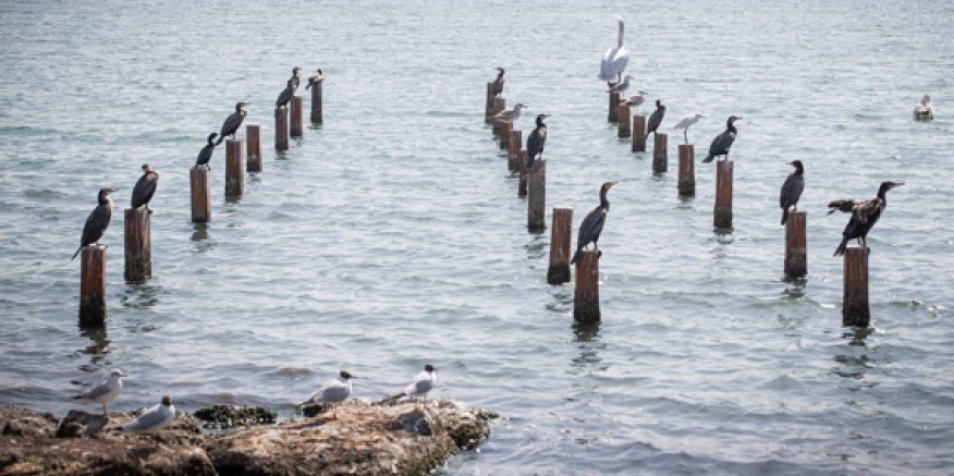 Flamingo Doğa Parkı’nda yüzde 80’lere gelindi