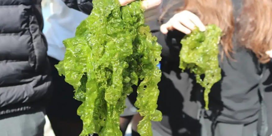 İzmir'de bolca bulunan deniz marulu sofralara giriyor