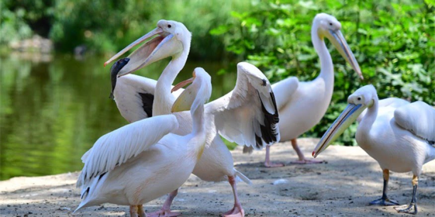 İzmir Doğal Yaşam Parkı’nın göçmen kuşları