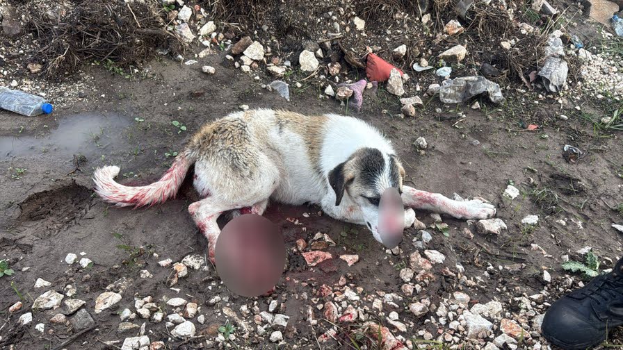 Çeşme’de 7 Aylık Köpek 19 Saçmayla Öldürüldü: ÇESAL’dan Sert Tepki