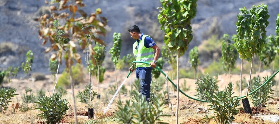 Yangınların etkilediği 15 bin ağaç tedavi edilerek hayatta tutulacak